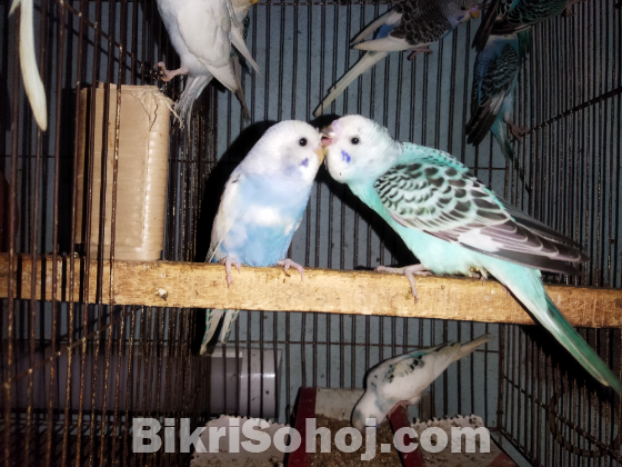 Budgerigar baby for sale